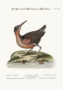 O American Water Rail, 1749-73